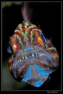 Cardinal fish hatching :-D by Daniel Strub 